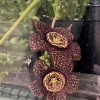IMG 3805